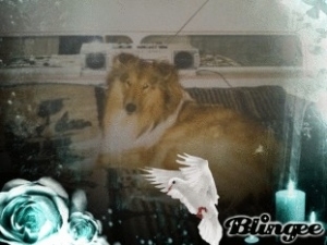 My first rough collie