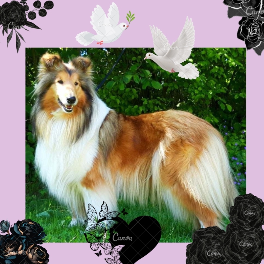 Arrely Shooting Star (2014-2025)